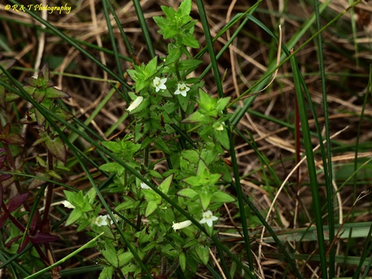 {Sophronanthe pilosa}